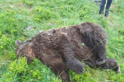 El cadáver del oso hallado muerto a tiros en l’Ariège.