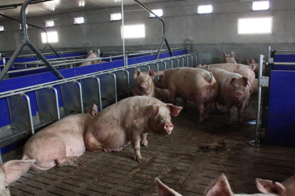 Imagen de una granja de producción de porcino en Ivars d’Urgell.