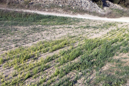 Imagen de un campo de cereal en Cervera donde se aprecian los estragos de la falta de agua.
