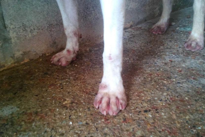 El Comú denuncia ferides a les potes dels gossos pel terra abrassiu.