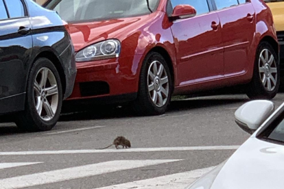 Una rata passejant pel carrer Narcís Monturiol.