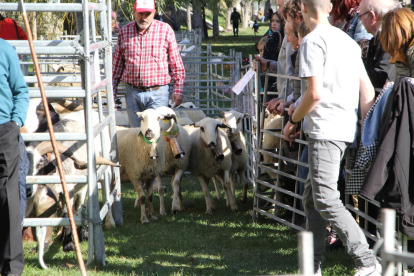 Un moment del concurs d'ovella xisqueta que es va celebrar ahir durant el matí a Sort.