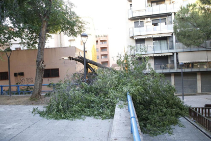 Cau un arbre a la plaça Galícia de Lleida