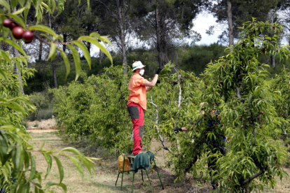 Imatge de tasques d’aclarida de fruiters a finals d’abril en una finca d’Alcarràs.