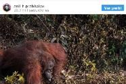 La foto viral de un orangután que tiende la mano a un hombre 