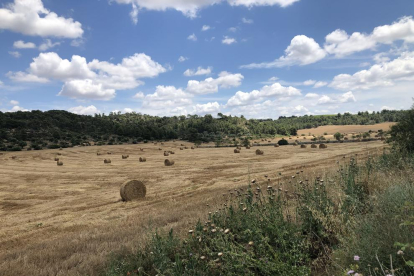 Muchos campos de cereal del Segrià, como este de la Vall Major de Llardecans, tienen ya este aspecto.