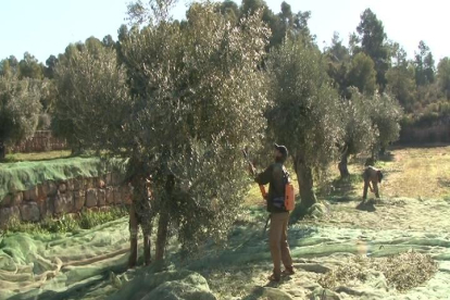 Recogida de olivas