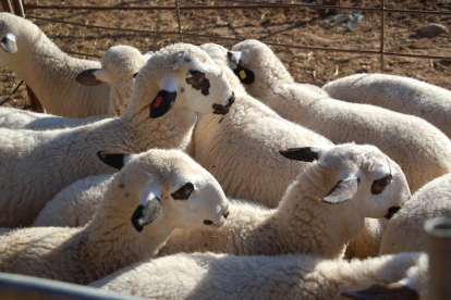 Imagen de archivo de ovejas en una explotación.