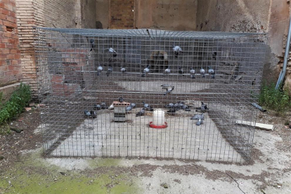Una de les gàbies que s’han instal·lat a Benavent.