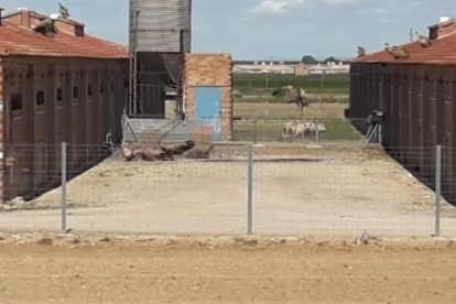 Una dotzena de voltors en una granja atrets pel cadàver d'un animal