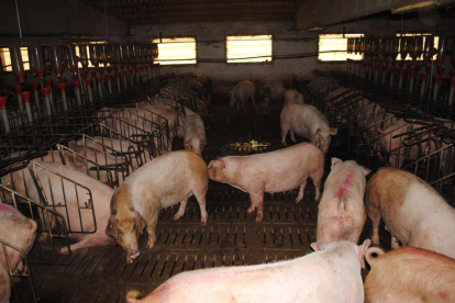 Imagen de archivo de una explotación de porcino en Lleida.