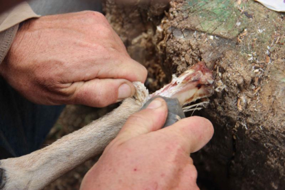 Ambos biólogos practicaron hasta 79 simulaciones con huesos de ciervo para comparar los resultados con los de los restos de Israel.