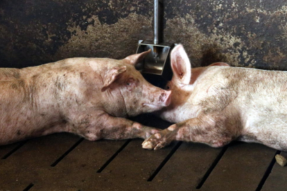 Dos cerdos junto a un abrevadero este verano en una granja de Alcarràs.