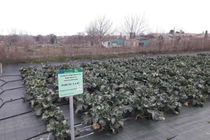 Una de las parcelas dedicadas a la producción de brócoli con fines científicos en Agramunt