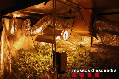 Una imagen de la plantación 'indoor' de marihuana, en un domicilio de la calle Joan Baiget de Lleida.