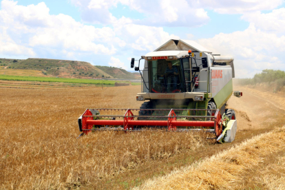 Imagen de archivo de cosecha de cereal en Lleida.