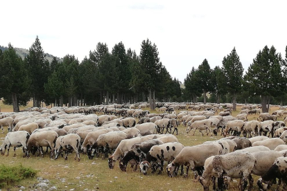 Una de las ovejas muertas y el rebaño que se ha trasladado a los pastos de Teruel por culpa del lobo.