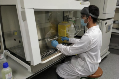Un investigador trabajando en la campana de contención de muestras biológicas.