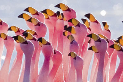 El cartell promocional de l'espectacle de dansa 'Flamingos'.