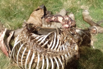 Les restes de l’euga devorada per l’ós Cachou a la zona de Barradòs.