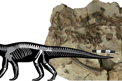 Imatge del fòssil després de ser recuperat.