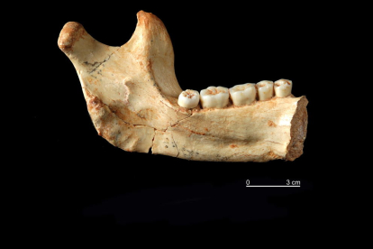 Vista de la hemimandíbula izquierda de Homo Antecessor procedente del nivel TD6 de Gran Dolina de Atapuerca.