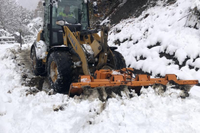 Algunes de les vaques del ramat atrapat per la neu.