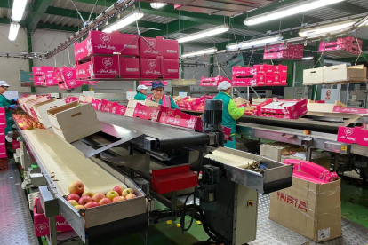 Hort Calvís Fruits de Golmés trabajaba ayer a tope para poder hacer frente a la demanda de fruta y según las trabajadoras preparaban las cajas se llenaban los camiones para los envíos a destino.
