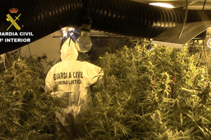 Plantación de marihuana hallada en un domicilio de la red en Almacelles. 