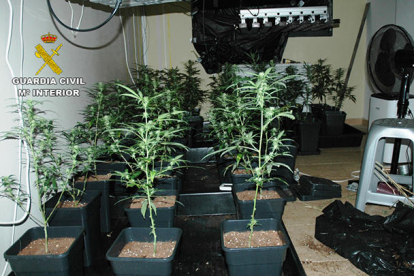 Los agentes encontraron una plantación ‘indoor’ de marihuana. 
