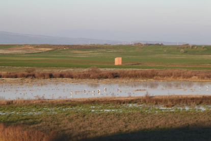 Imagen de aves en la laguna del Clot de la Unilla, que se encuentra entre los términos de Almenar y Alguaire. 