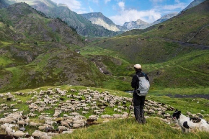 Un pastor con un rebaño de ovejas.