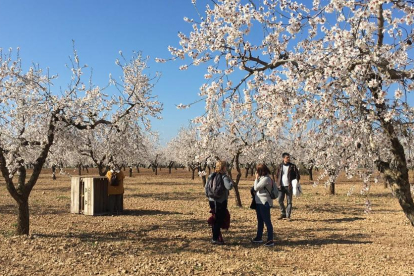Imagen de algunos de los turistas que visitaron ayer uno de los campos de almendros en flor de Arbeca.