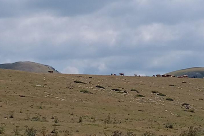 Pastos en Sorre, en el Pallars Sobirà, el pasado más de agosto.