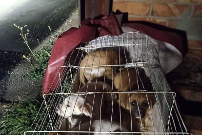L'Associació de Voluntaris Protectora d'Animals de Rosselló va rescatar diumenge quatre cadells abandonats dins d'una gàbia en aquesta localitat del Segrià.