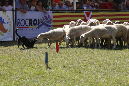 Uno de los perros que compitió ayer en el XXXIII concurso de ‘Gossos d’atura’ de Llavorsí encarándose con una oveja del rebaño.