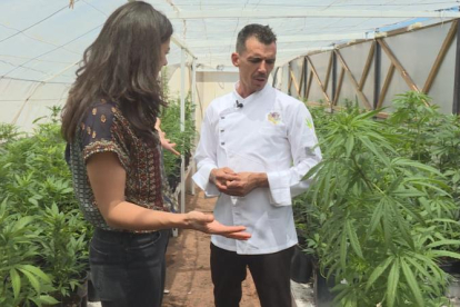 Plantación de cannabis, en un invernadero.