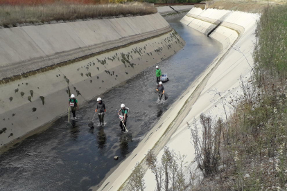 Rescatan 186 truchas antes de vaciar por obras el canal de Gavet