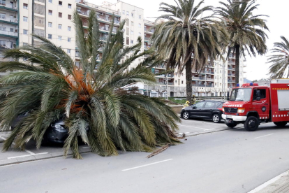 A Mataró, una palmera va caure pel fort vent sobre un cotxe i va ferir el conductor.