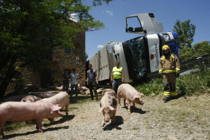 Varias personas, entre ellas bomberos, intentan conducir los cerdos a otro camión tras el vuelco.