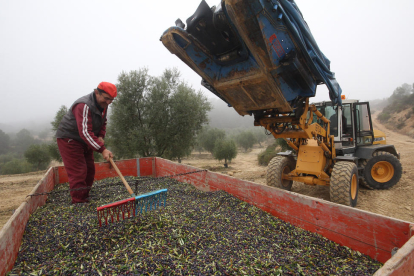 Imatge d’arxiu de recollida d’olives en una finca de la província.