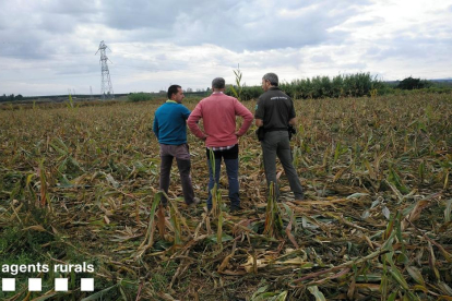 Els agents rurals van comptar amb la col·laboració d’agricultors i caçadors.