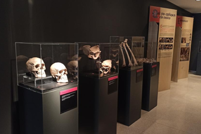 El museo exhibe hasta el 30 de agosto más de 70 piezas entre esqueletos, cráneos y huesos medievales.