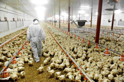 Las granjas avícolas leridanas tienen más de 13,5 millones de plazas de pollos y gallinas.