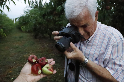 La fruta en estos árboles de Soses quedó destrozada. Un productor de Torres de Segre fotografía producción arruinada en su finca.