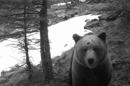 Imatge d'un ós al Pirineu capturada el 2019.