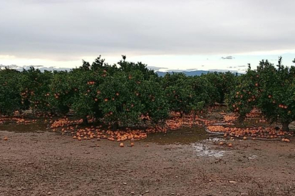 Imagen de archivo naranjos con sus frutos por los suelos.