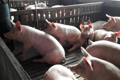 Imatge d’arxiu de porcs en una granja del Pla d’Urgell.
