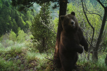 Els óssos deixen pèl en escorces d’arbres al refregar-s’hi en contra. A la imatge, l’ós Nere a Aran.