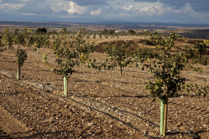 La finca de pistachos plantada en Mas de Colom como uno de los motores del Segarra-Garrigues.